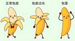 包茎会影响性生活和生育吗